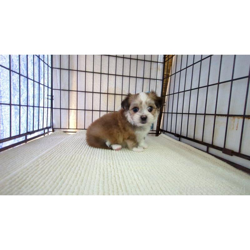 販売中の茨城県のチワマル:チワワ×マルチーズ-391615の2枚目