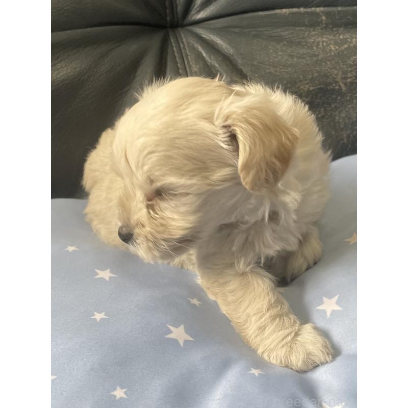 販売中の岡山県のミックス犬-397726の5枚目