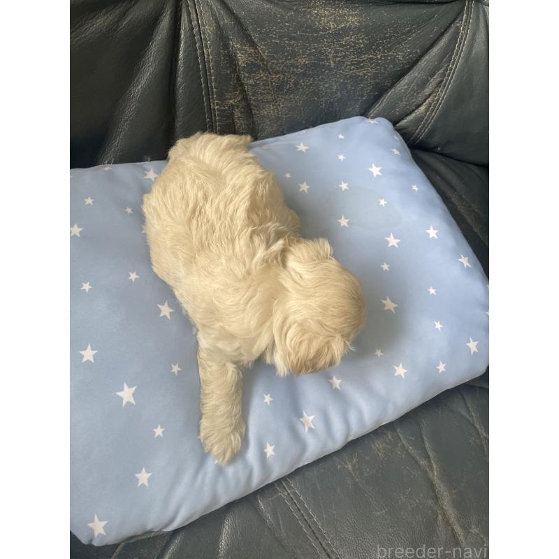 販売中の岡山県のミックス犬-397726の4枚目