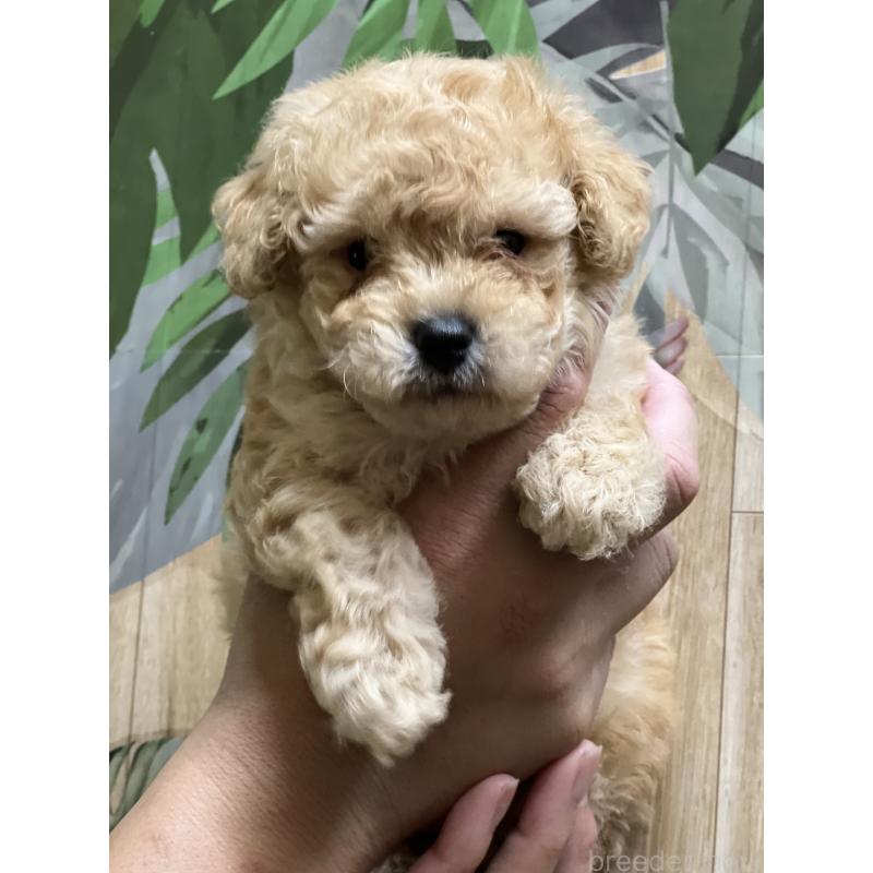 販売中の茨城県のトイプードル-397730の5枚目