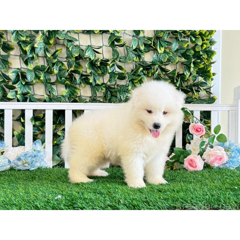 販売中の茨城県のサモエド-396539の2枚目