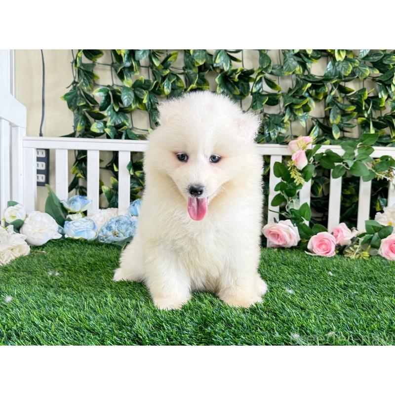 販売中の茨城県のサモエド-396538の4枚目