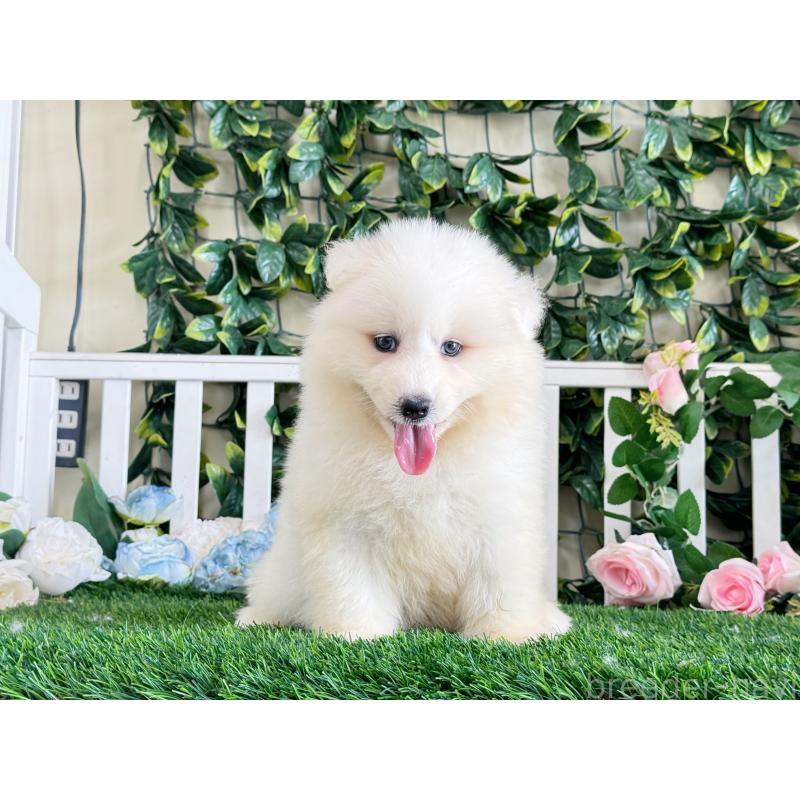 販売中の茨城県のサモエド-396538の2枚目