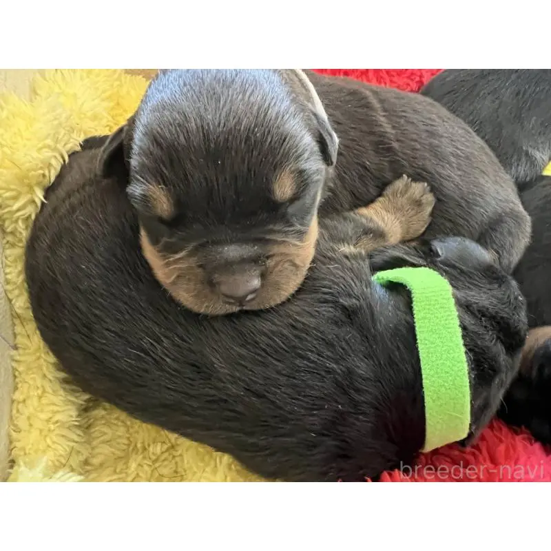 販売中の愛知県のロットワイラー-397751の1枚目