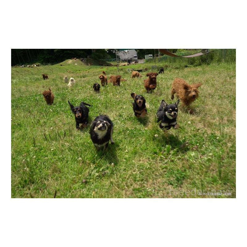 成約済の千葉県のトイプードル-395382の2枚目