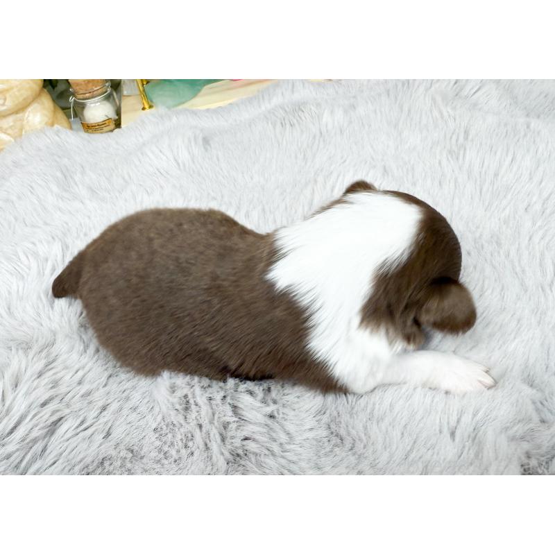 販売中の福岡県のチワワ(ロングコート)-397574の2枚目