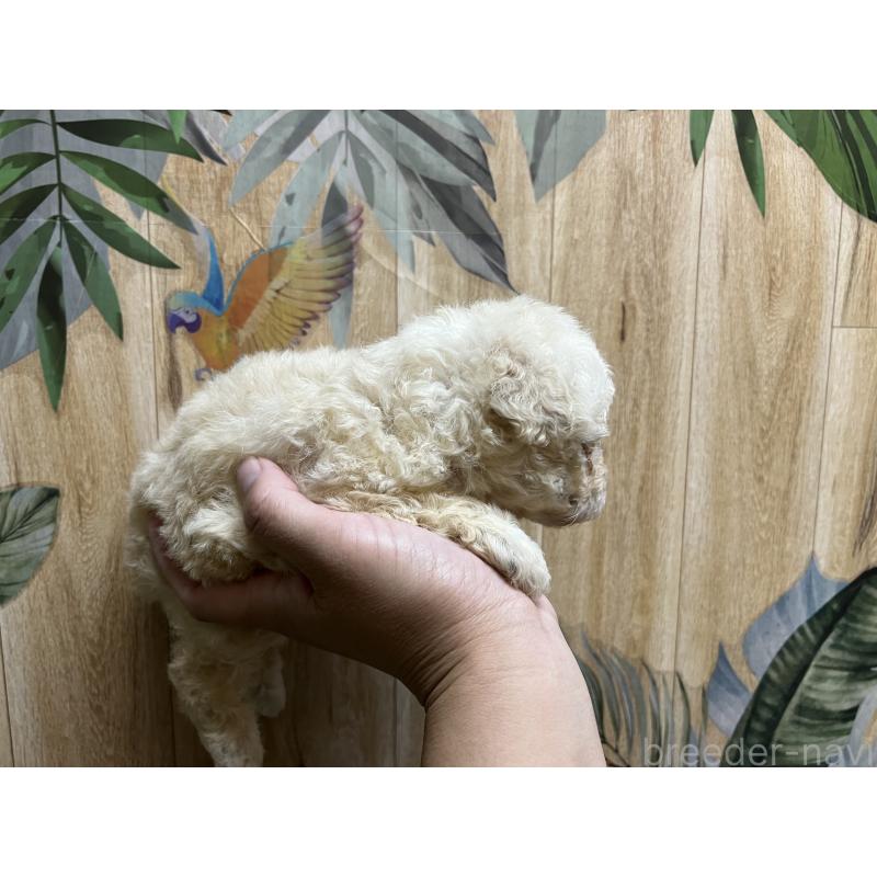 販売中の茨城県のトイプードル-397770の6枚目