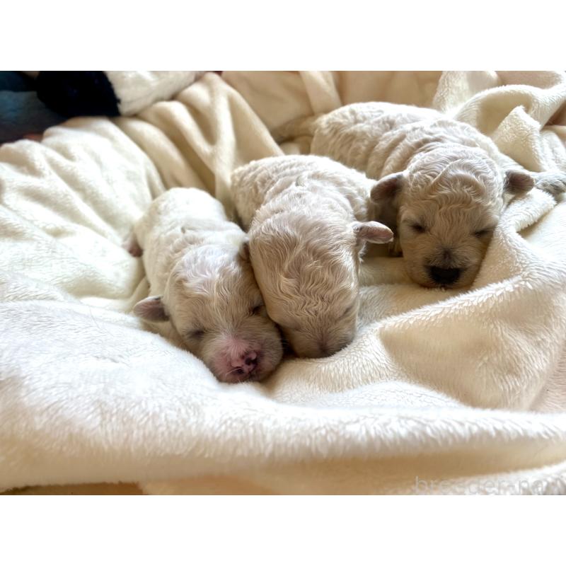 販売中の東京都のミックス犬-396052