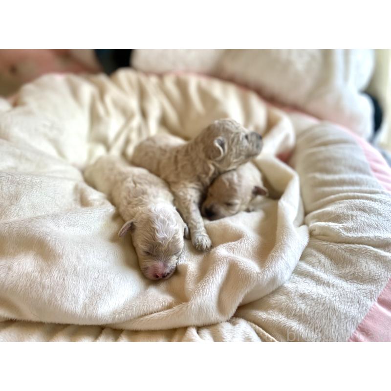 商談中の東京都のミックス犬-396052の9枚目
