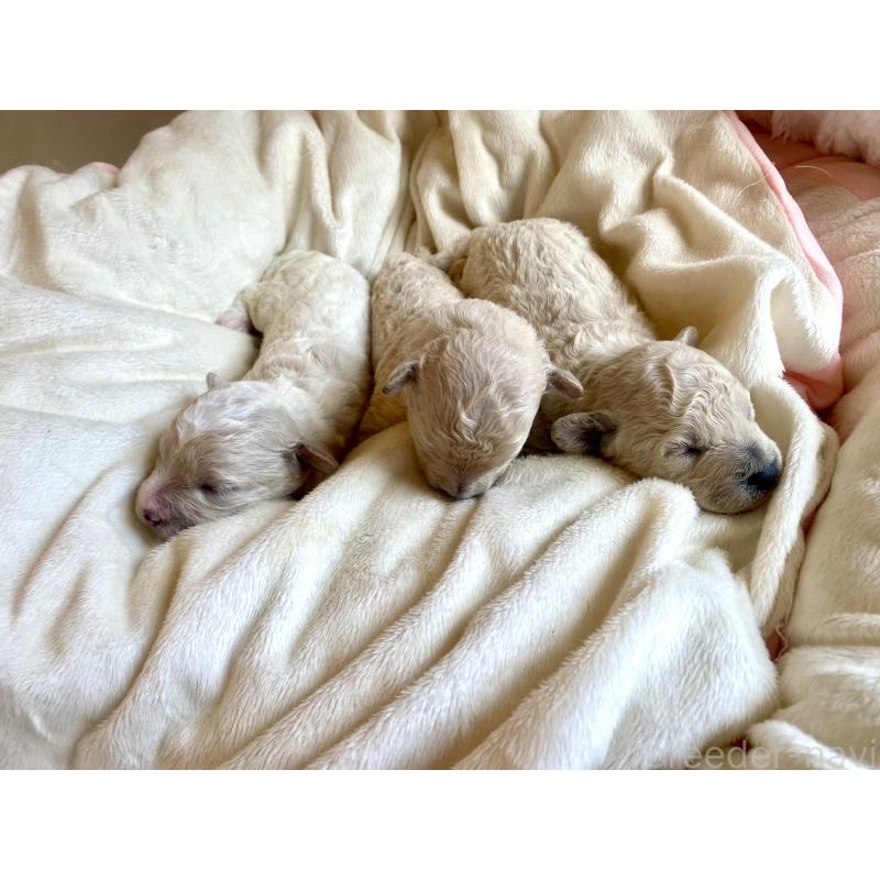 商談中の東京都のミックス犬-396052の7枚目