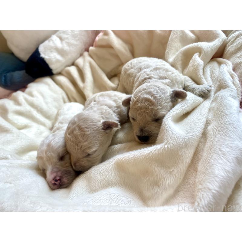 商談中の東京都のミックス犬-396052の6枚目