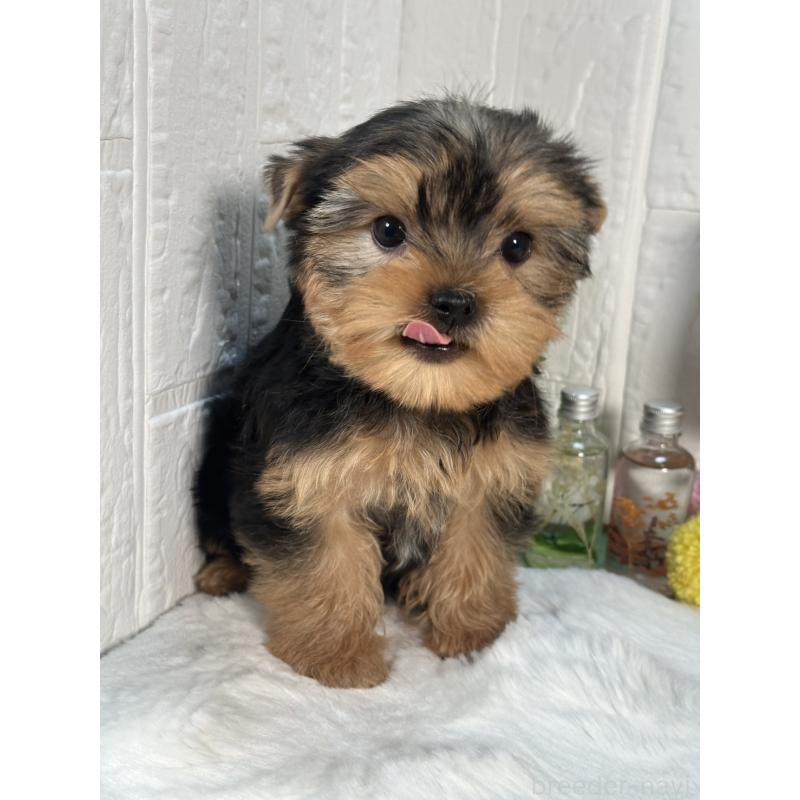 成約済の神奈川県のヨークシャーテリア-396058の1枚目