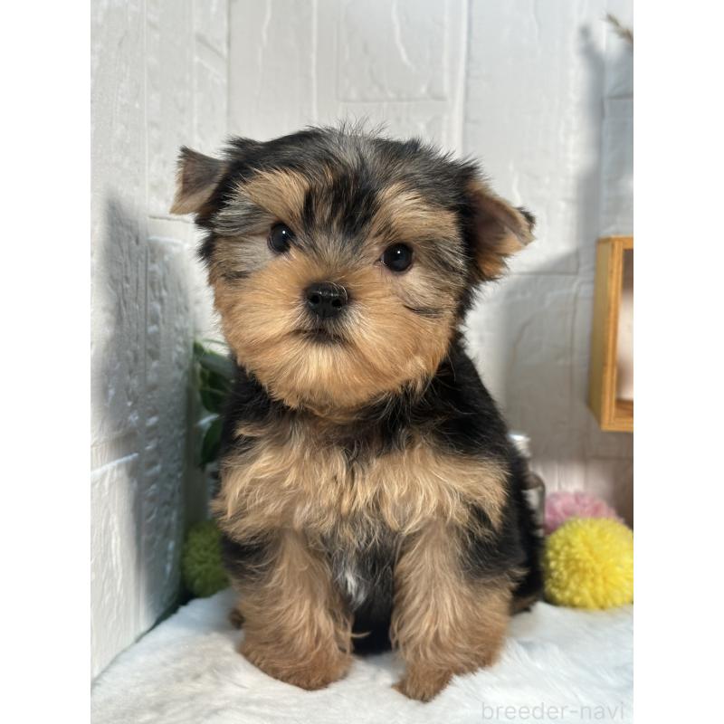 成約済の神奈川県のヨークシャーテリア-396058の4枚目