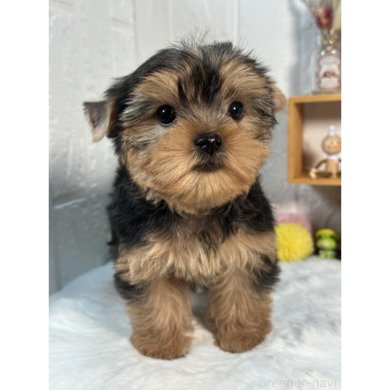 成約済の神奈川県のヨークシャーテリア-396058の3枚目