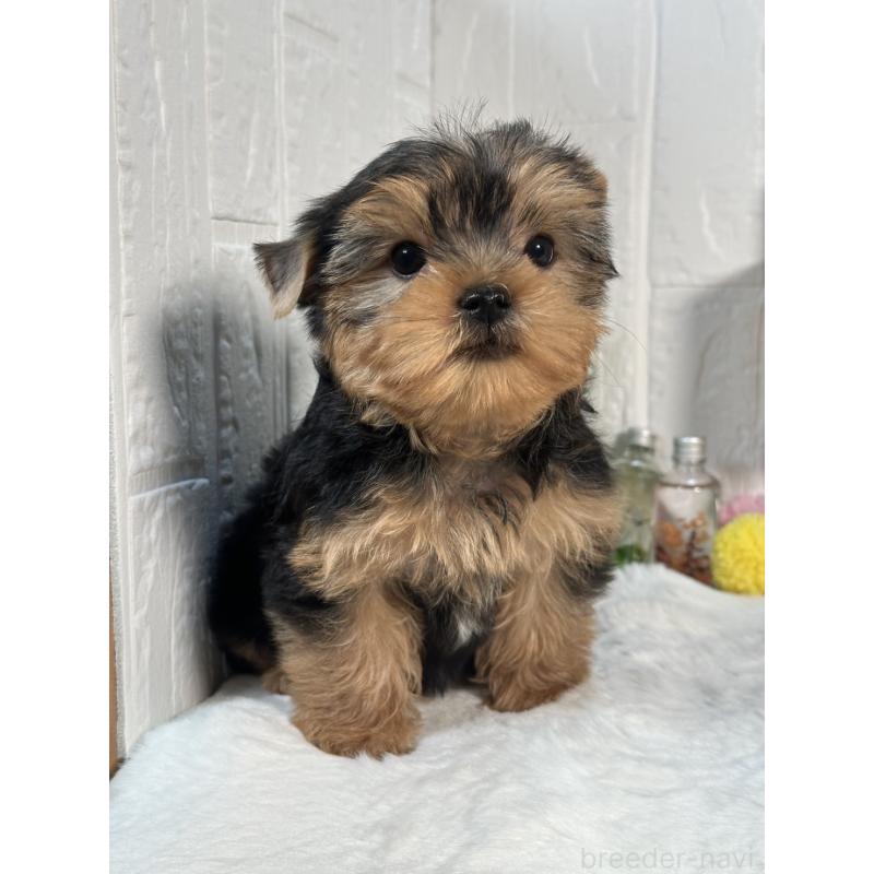 成約済の神奈川県のヨークシャーテリア-396058の2枚目