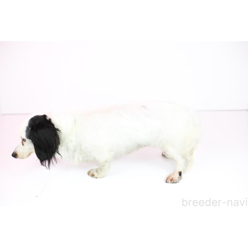 販売中の愛知県のミニチュアダックスフンド(ロングヘアード)-397780の3枚目