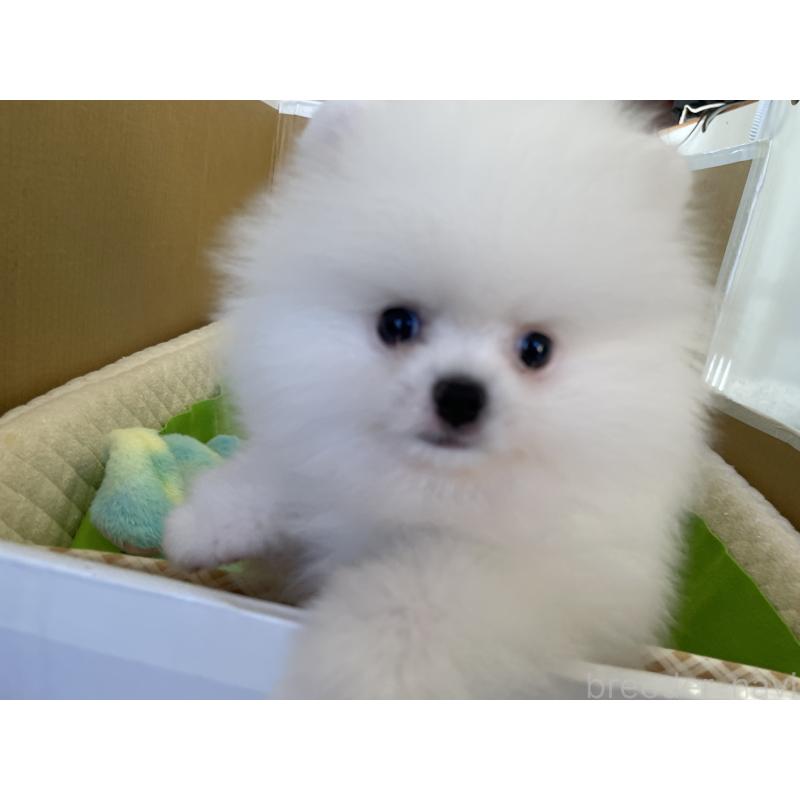 販売中の岐阜県のポメラニアン-397715の6枚目
