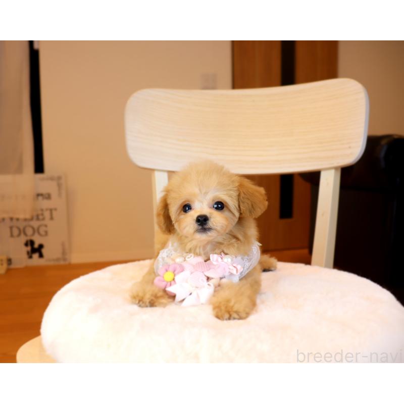 販売中の岡山県のミックス犬-392221の4枚目