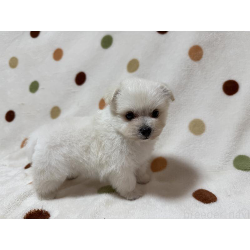 販売中の岐阜県のミックス犬-397784の5枚目