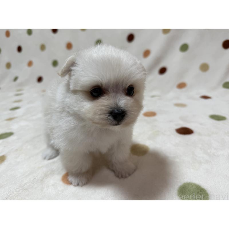 販売中の岐阜県のミックス犬-397784の4枚目