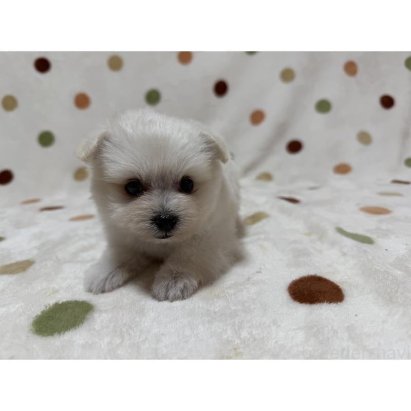 販売中の岐阜県のミックス犬-397784の3枚目