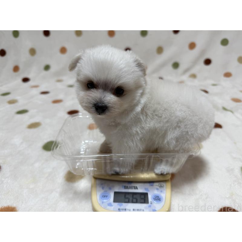 販売中の岐阜県のミックス犬-397784の2枚目