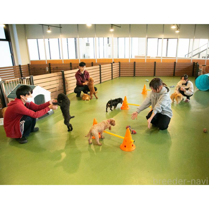 販売中の茨城県のミックス犬-395523の2枚目