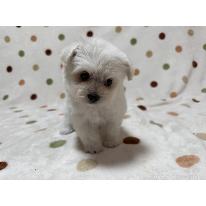 販売中の岐阜県のミックス犬-397786の6枚目