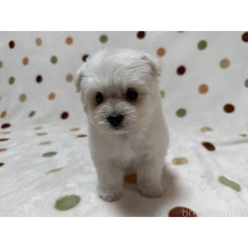 販売中の岐阜県のミックス犬-397786の5枚目