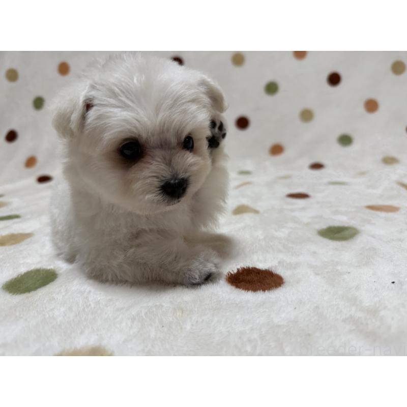 販売中の岐阜県のミックス犬-397786の4枚目