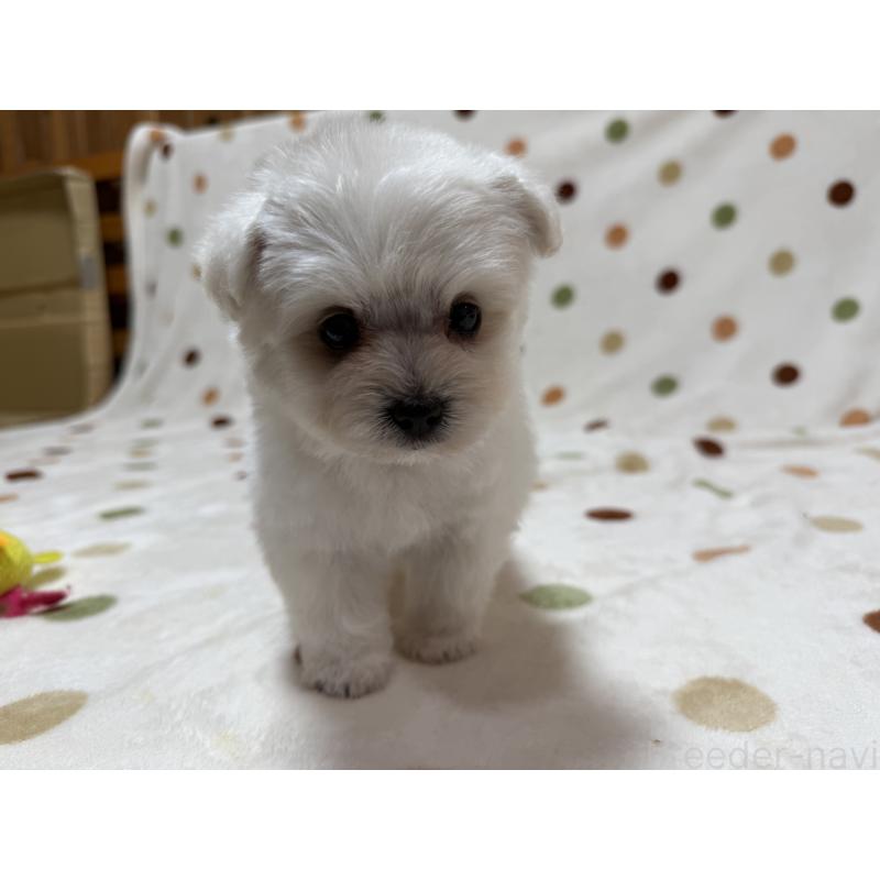 販売中の岐阜県のミックス犬-397786の3枚目