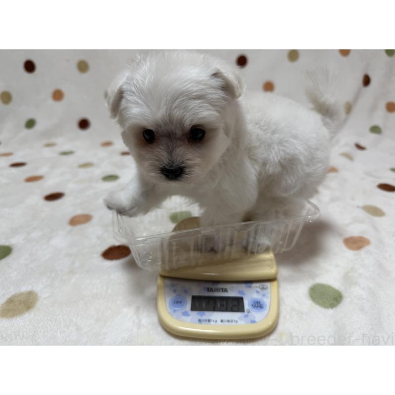 販売中の岐阜県のミックス犬-397786の2枚目