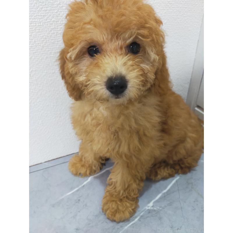 販売中の宮崎県のティーカッププードル-392588