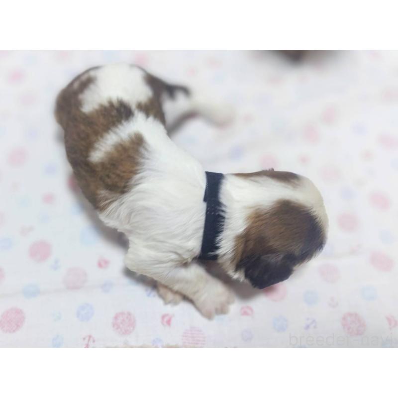 販売中の山形県のミックス犬-397795の2枚目