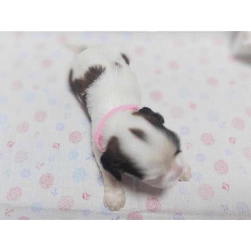 販売中の山形県のミックス犬-397796の2枚目