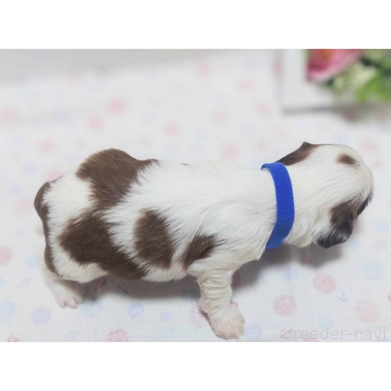 販売中の山形県のミックス犬-397804の2枚目