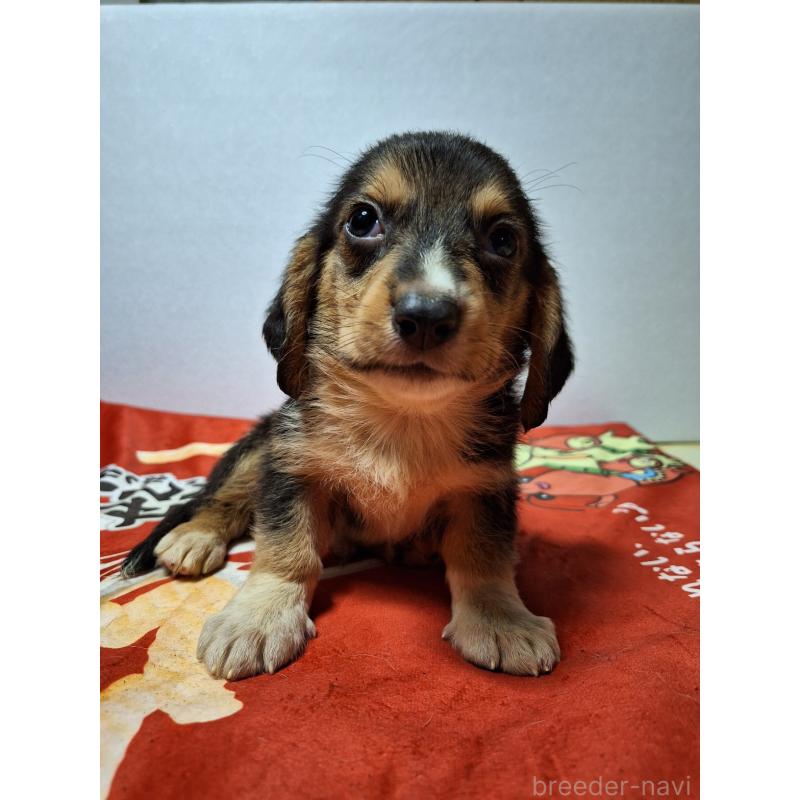 販売中の神奈川県のミックス犬-397578の13枚目
