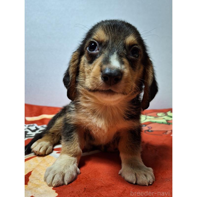 販売中の神奈川県のミックス犬-397578の11枚目