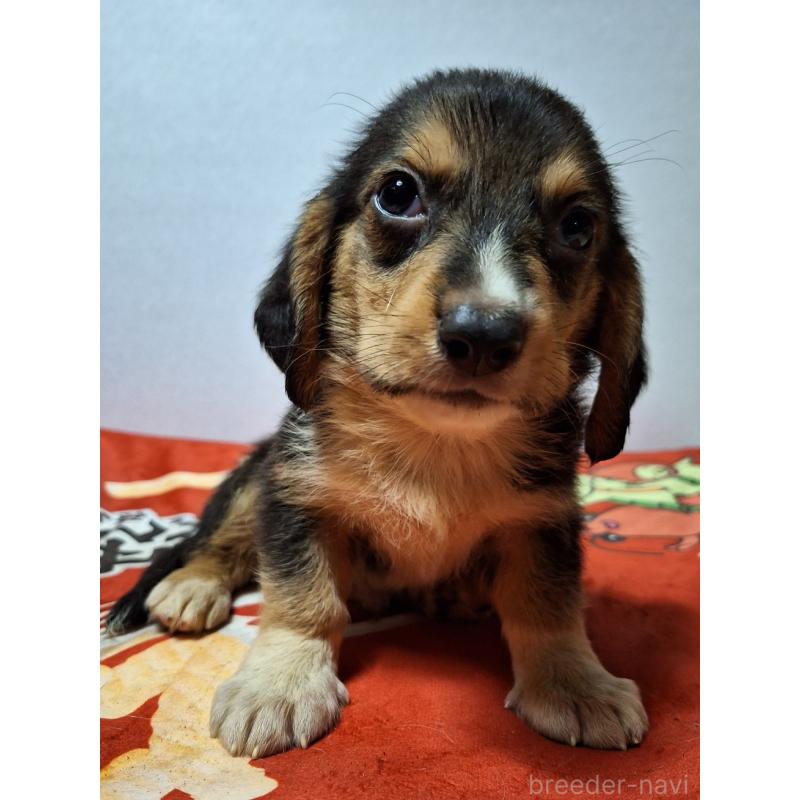 販売中の神奈川県のミックス犬-397578の10枚目