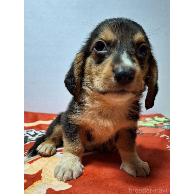 販売中の神奈川県のミックス犬-397578の9枚目