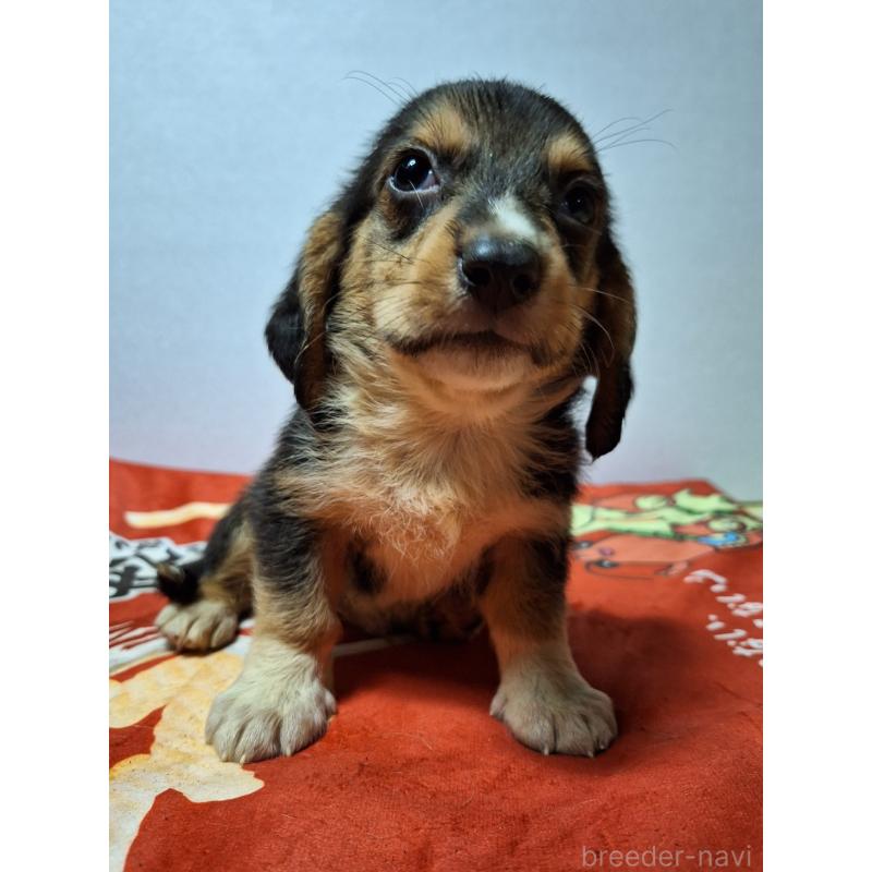 販売中の神奈川県のミックス犬-397578の8枚目