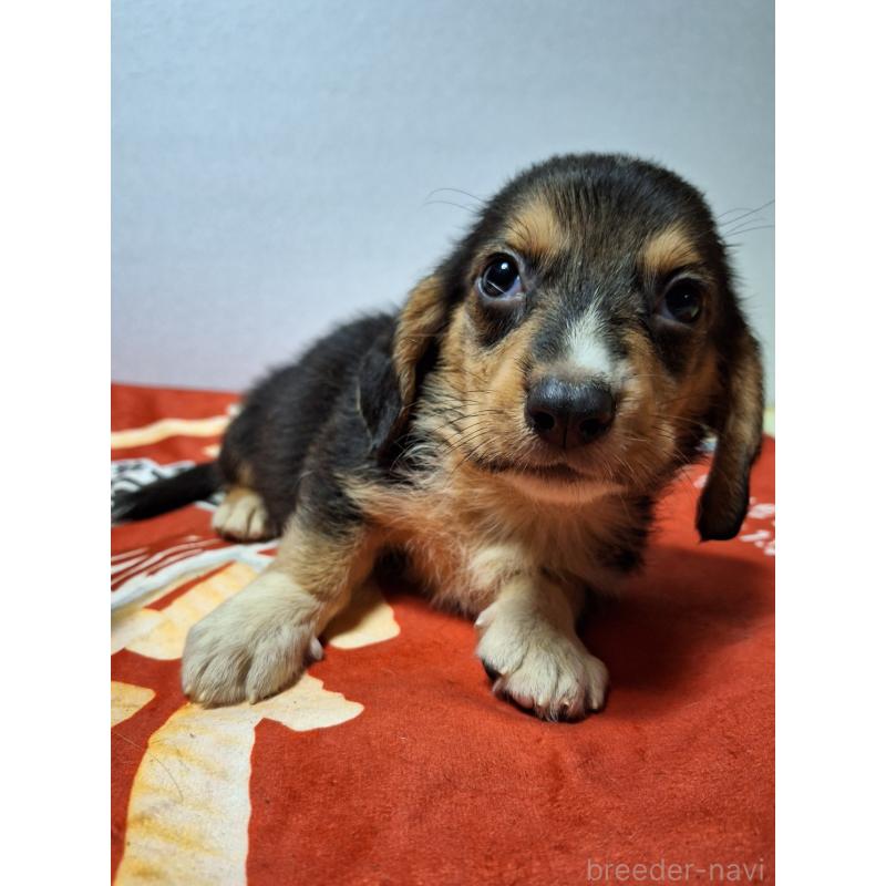 販売中の神奈川県のミックス犬-397578の7枚目