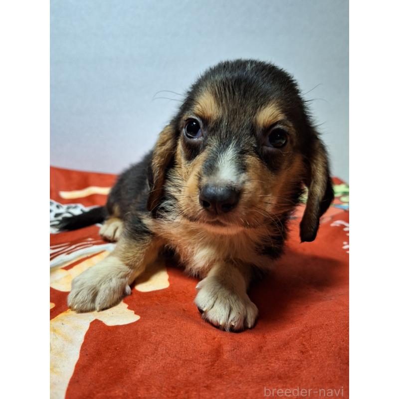 販売中の神奈川県のミックス犬-397578の6枚目