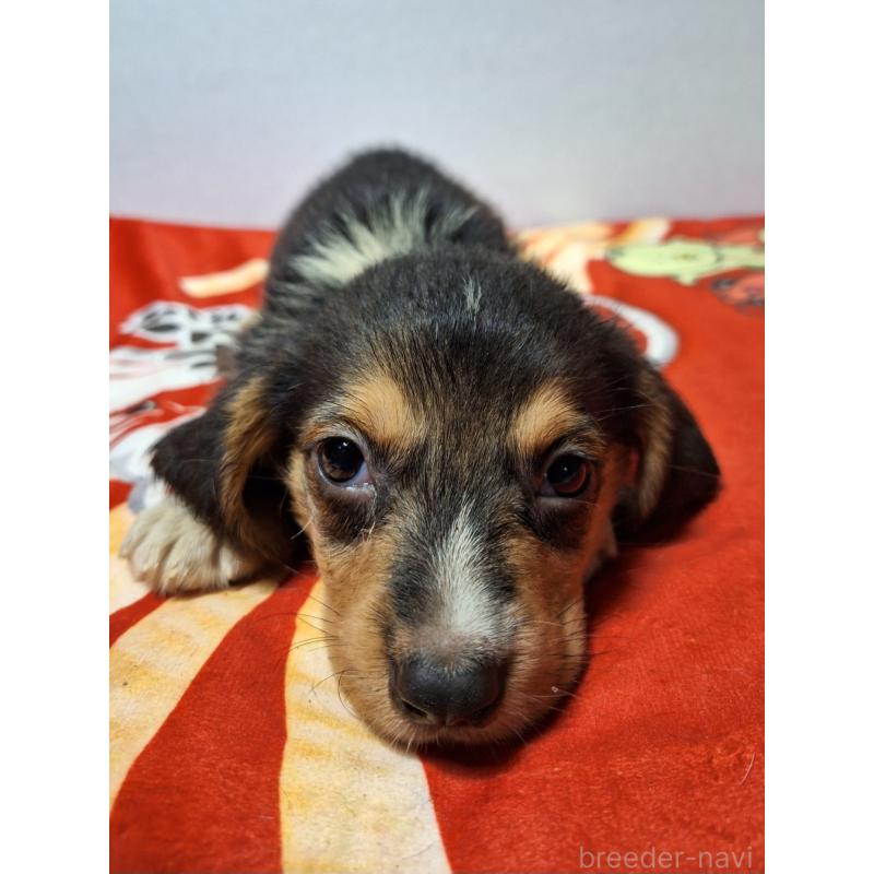 販売中の神奈川県のミックス犬-397578の5枚目