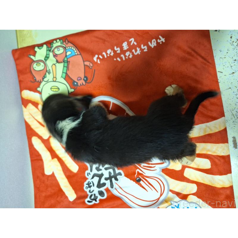 販売中の神奈川県のミックス犬-397578の2枚目