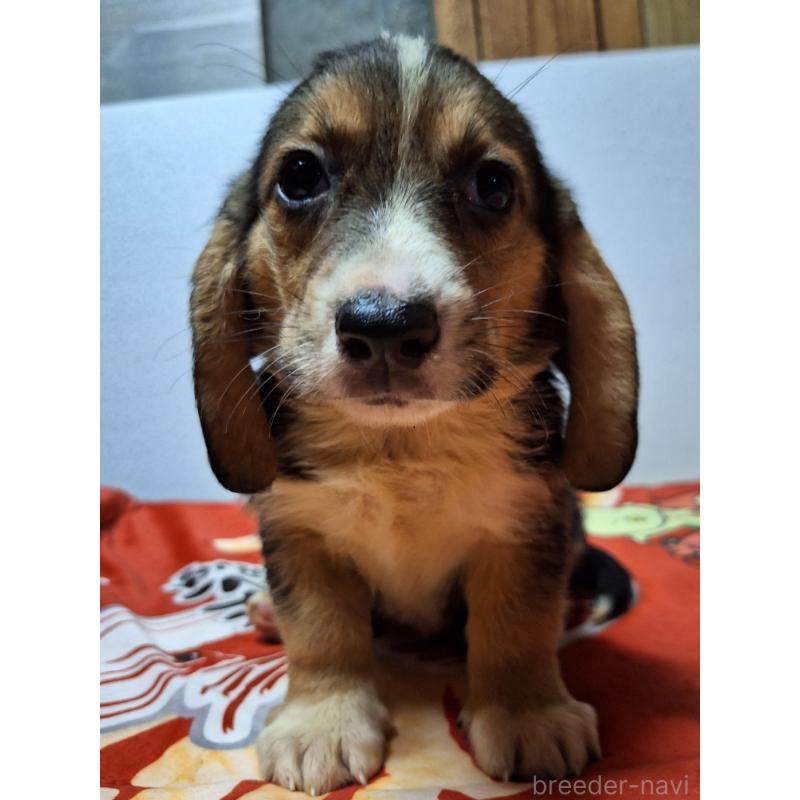 販売中の神奈川県のミックス犬-397579の15枚目