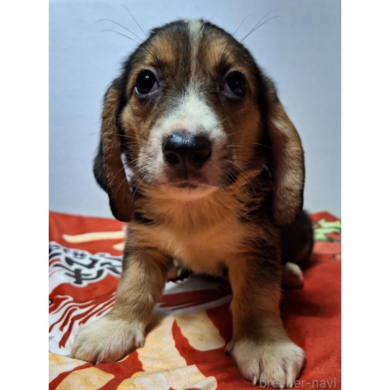 販売中の神奈川県のミックス犬-397579の14枚目