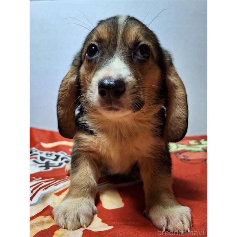 販売中の神奈川県のミックス犬-397579の11枚目