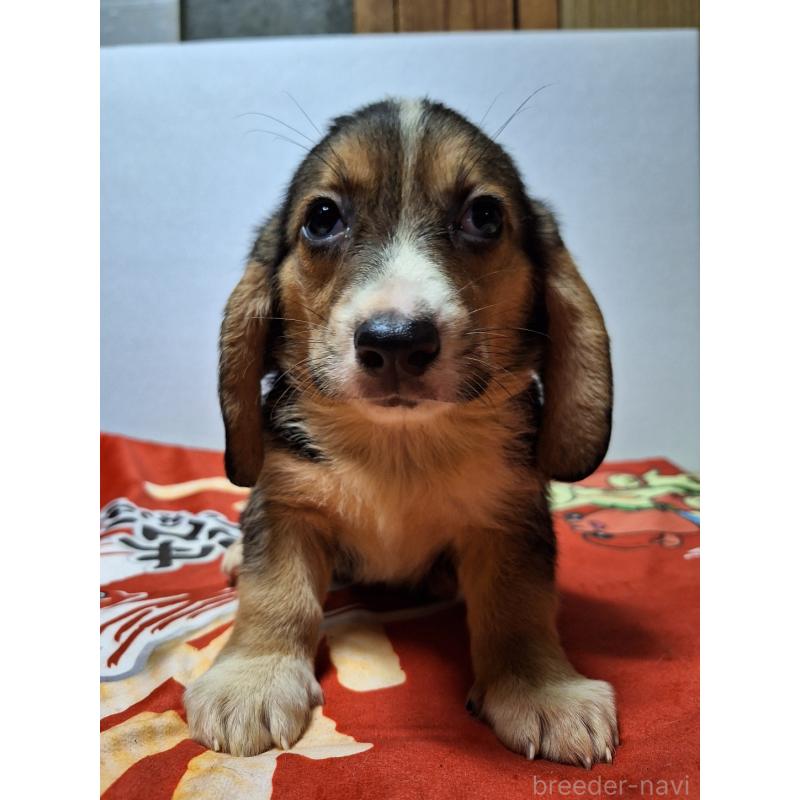 販売中の神奈川県のミックス犬-397579の10枚目