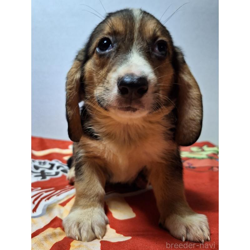 販売中の神奈川県のミックス犬-397579の7枚目